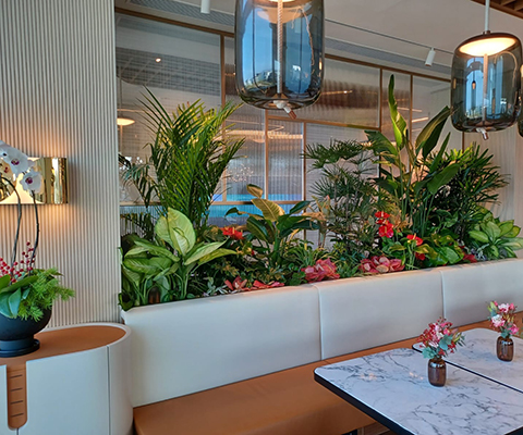 Office Plant Rental